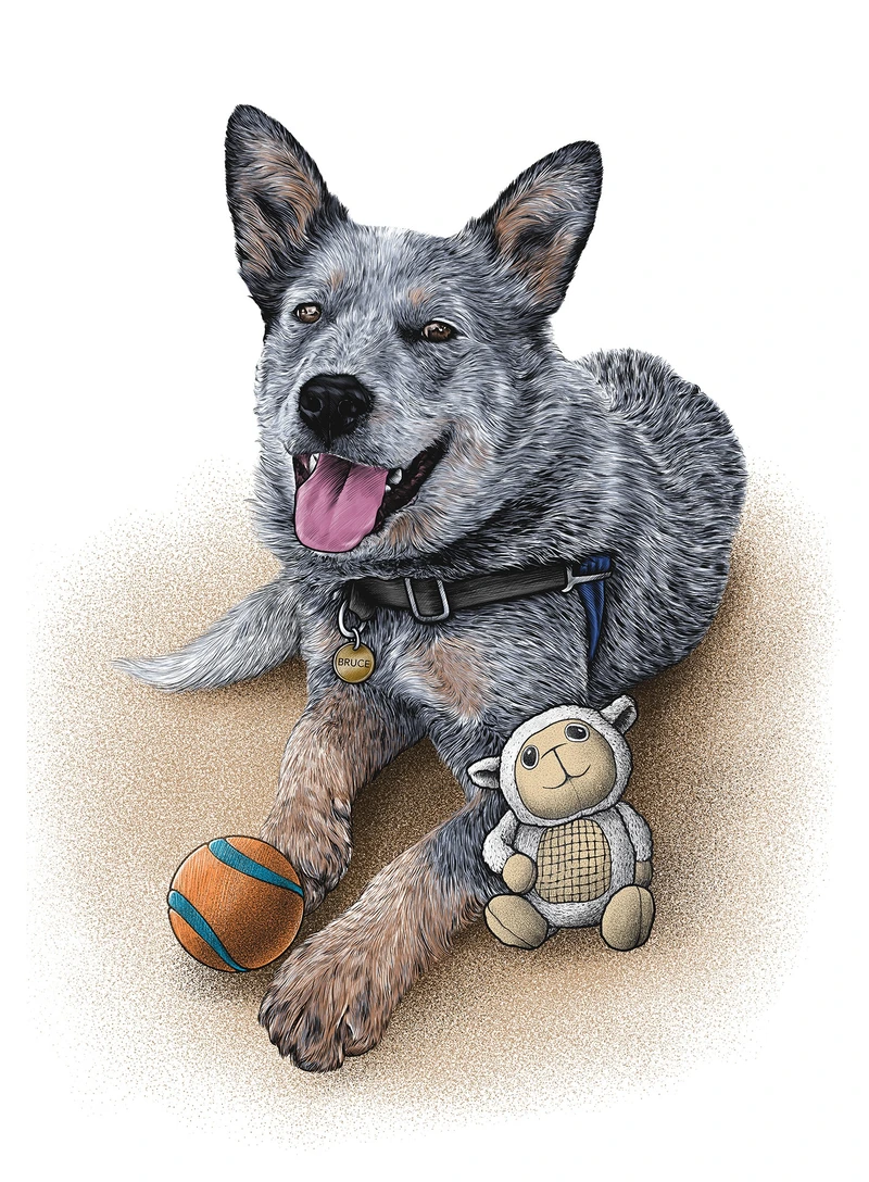 Bruce the dog — realistic pet portrait illustration of a cattle dog